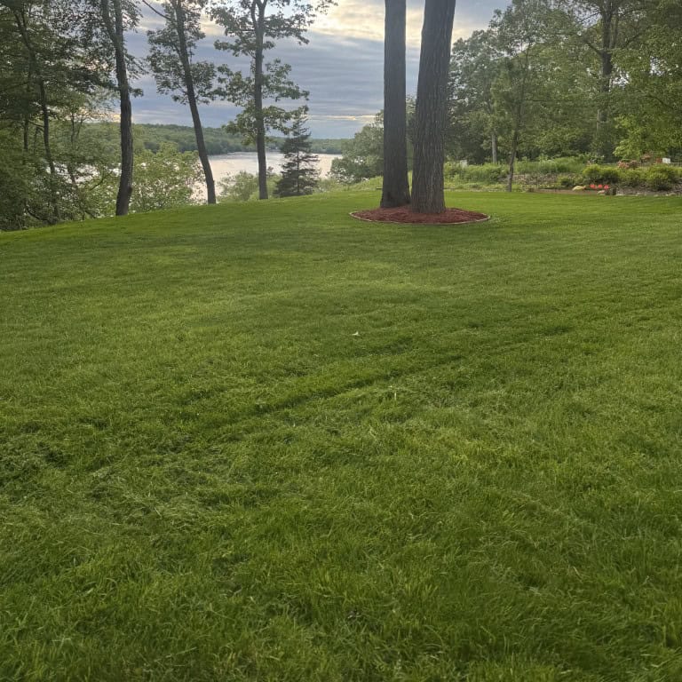 A green, freshly mowed lawn with three tall trees in the center—surrounded by mulch—showcases expert landscape construction by Nyman Services, with a lake visible in the background under a cloudy sky.
