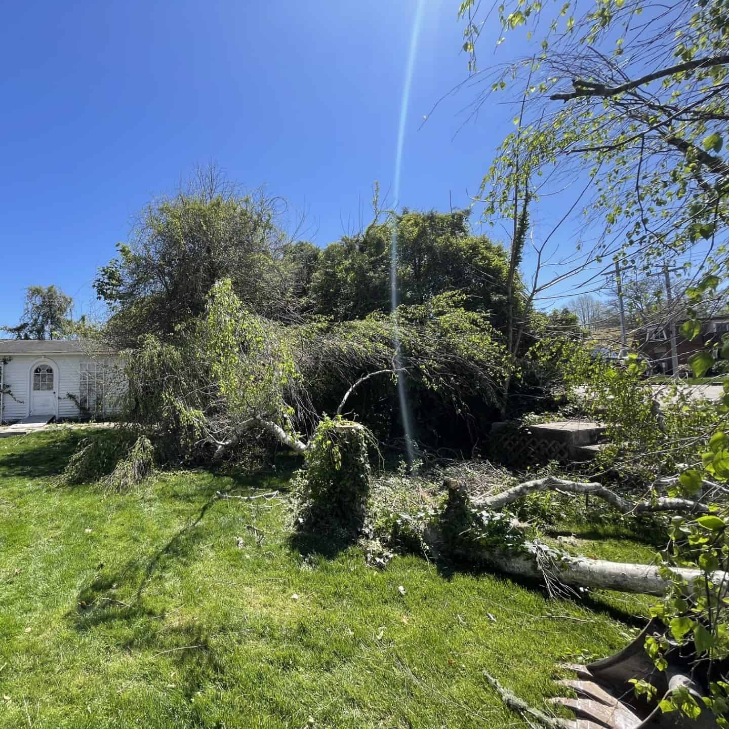 A large tree has fallen across a lawn, with branches and leaves scattered on the grass near a house under a clear blue sky—ideal for Nyman Services to assist with landscape construction and cleanup.