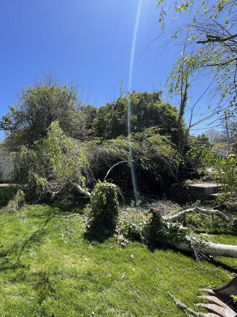 A large tree has fallen onto a grassy yard, with broken branches and leaves scattered; sunlight creates a bright streak across the image—perfect for Nyman Services to showcase their landscape construction expertise.